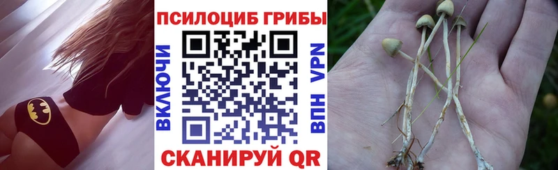 Галлюциногенные грибы Psilocybine cubensis  Черняховск 